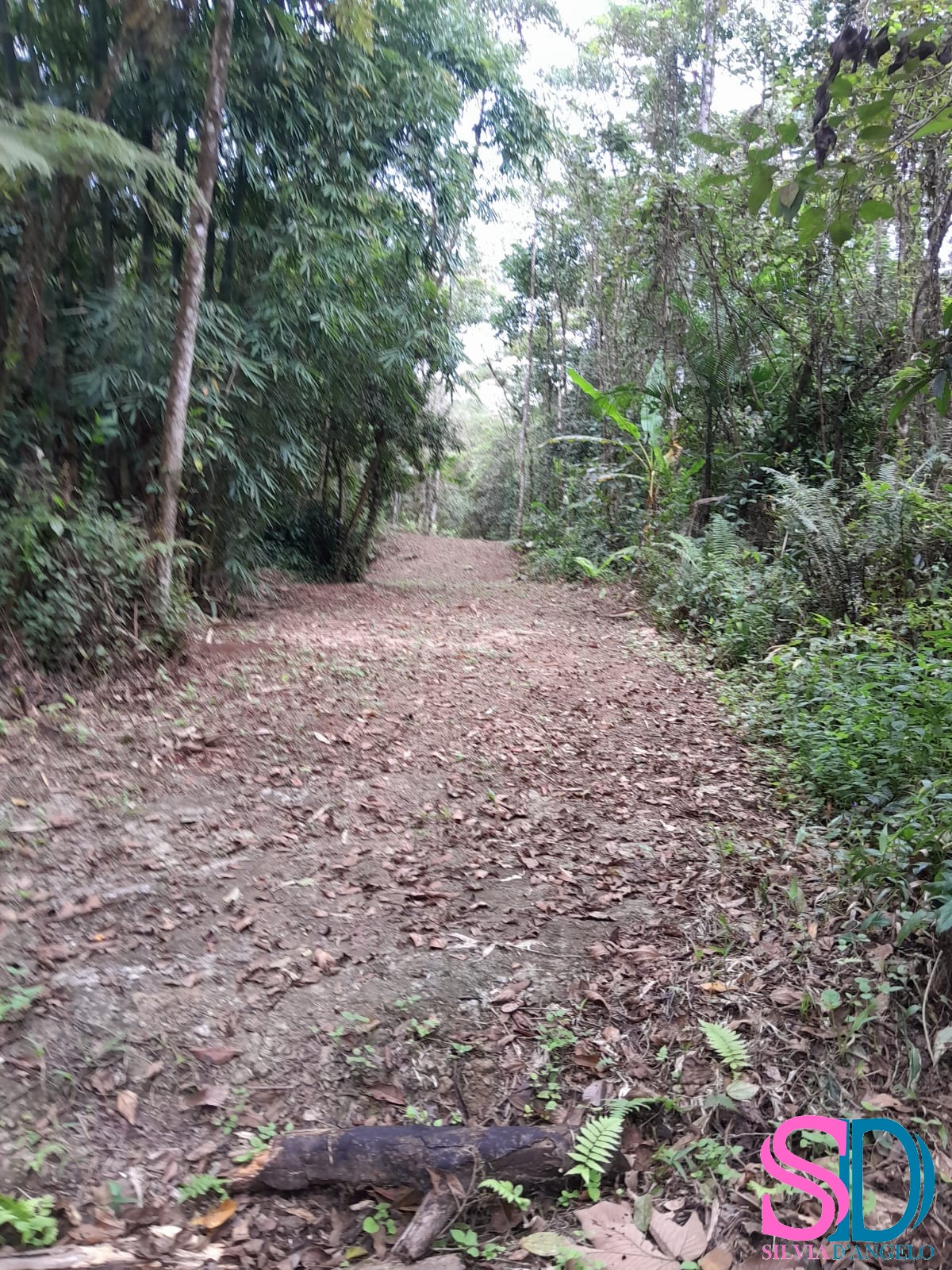 Terreno, 1 hectares - Foto 13