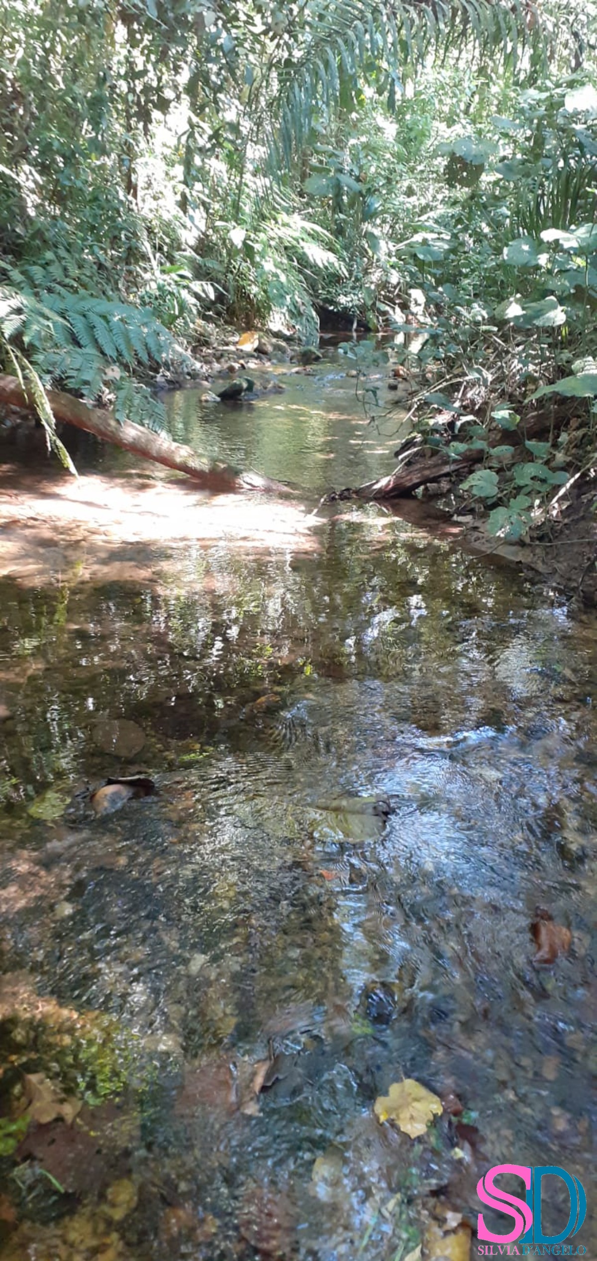 Terreno, 1 hectares - Foto 8