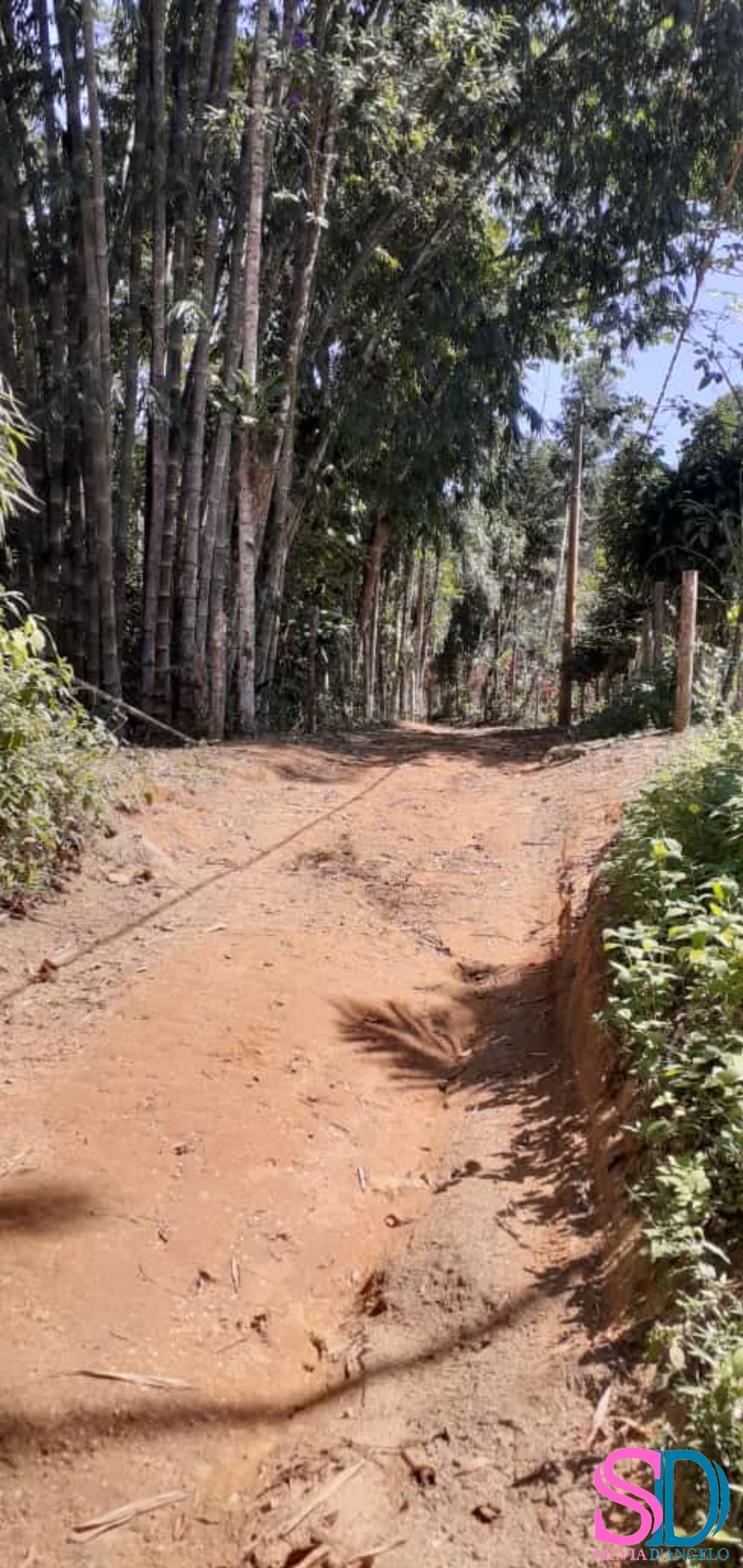 Terreno, 1 hectares - Foto 6